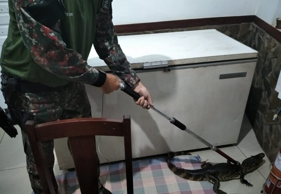 PMA de Miranda captura jacaré em recepção de hotel no centro da cidade