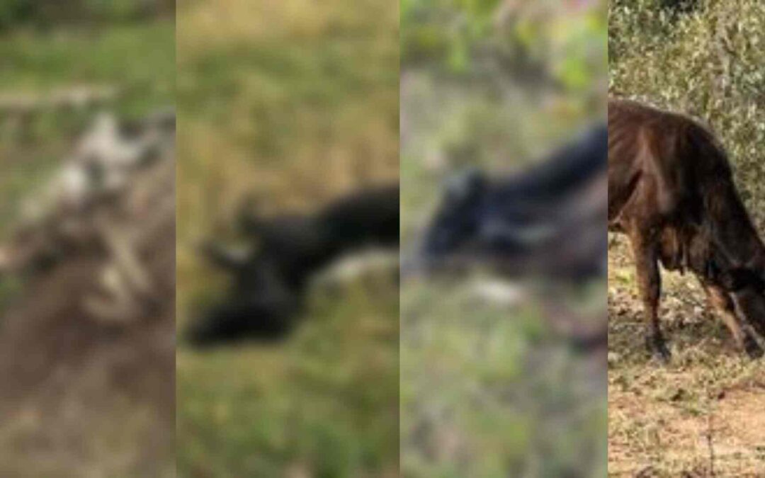 Bezerros encontrados mortos desnutridos em Campo Grande podem ter sido alvo do tráfico de animais