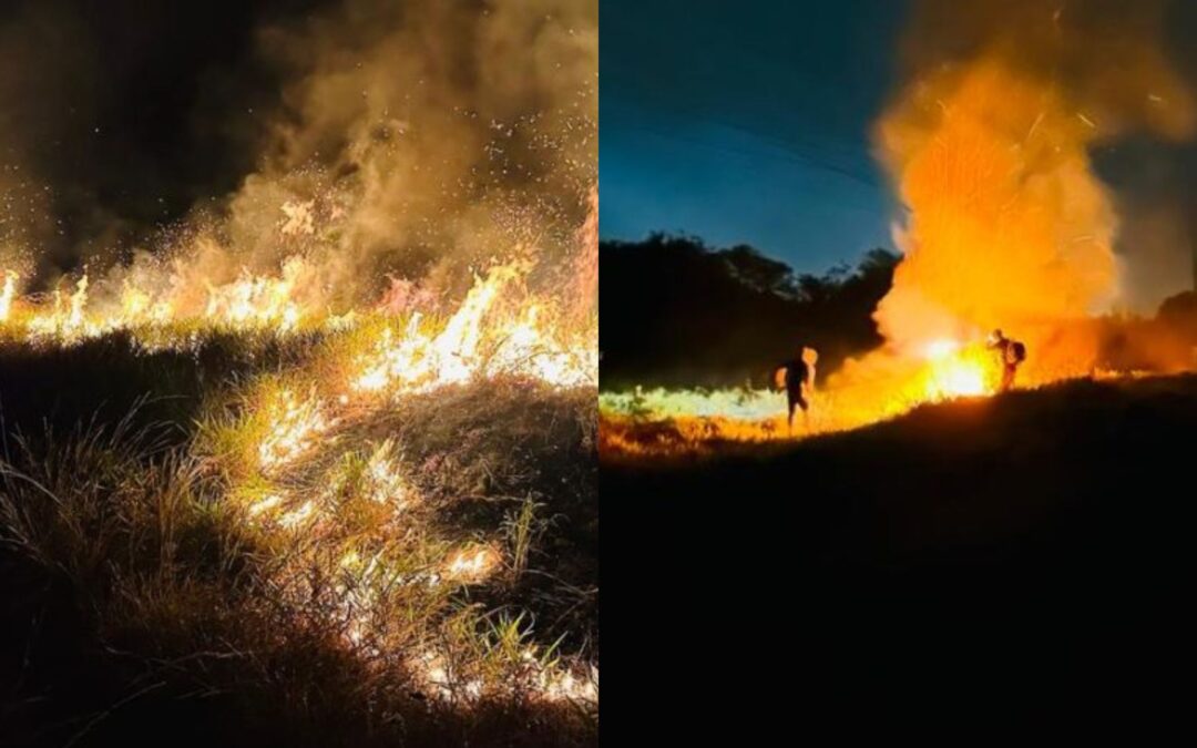 Incêndio criminoso em reserva ambiental destrói 20 hectares e ameaça animais em Três Lagoas