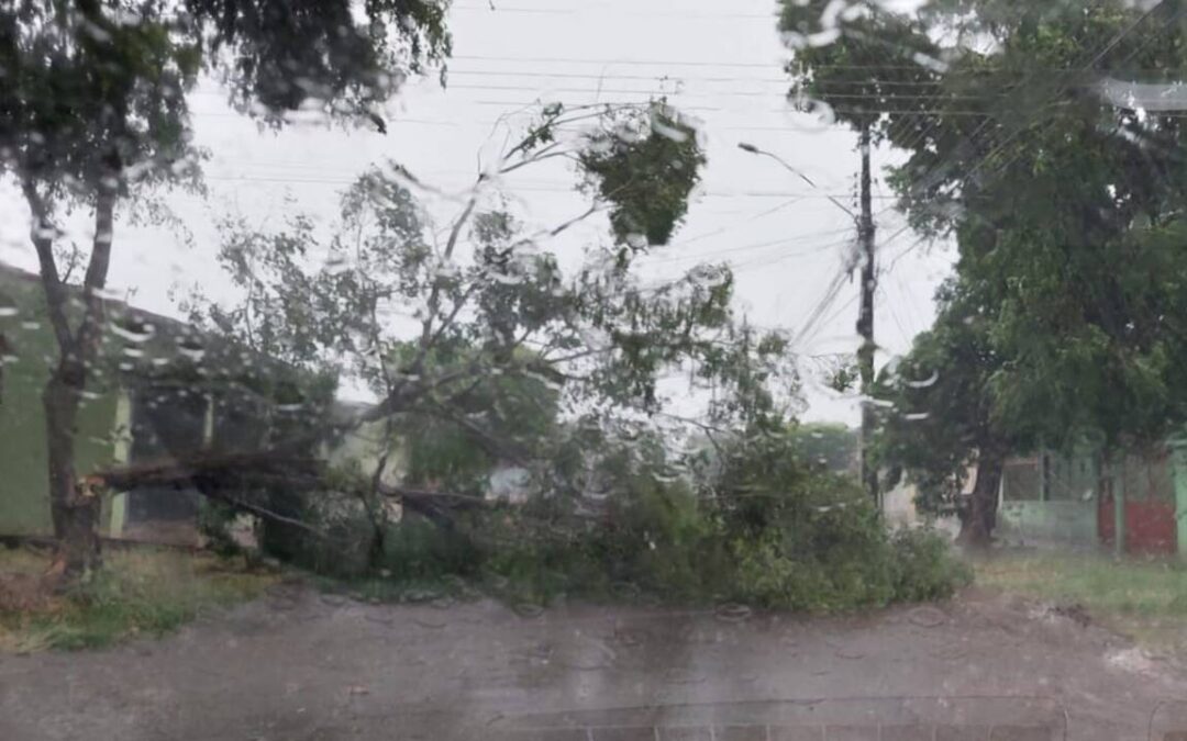 Durante temporal com ventania, árvore cai e bloqueia rua no Coophavila