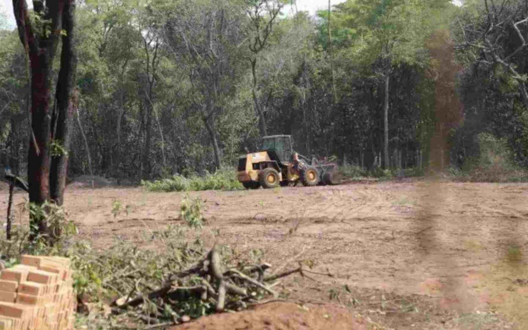 MPMS vai contra ambientalistas para homologar acordo que autoriza desmatamento no Parque dos Poderes