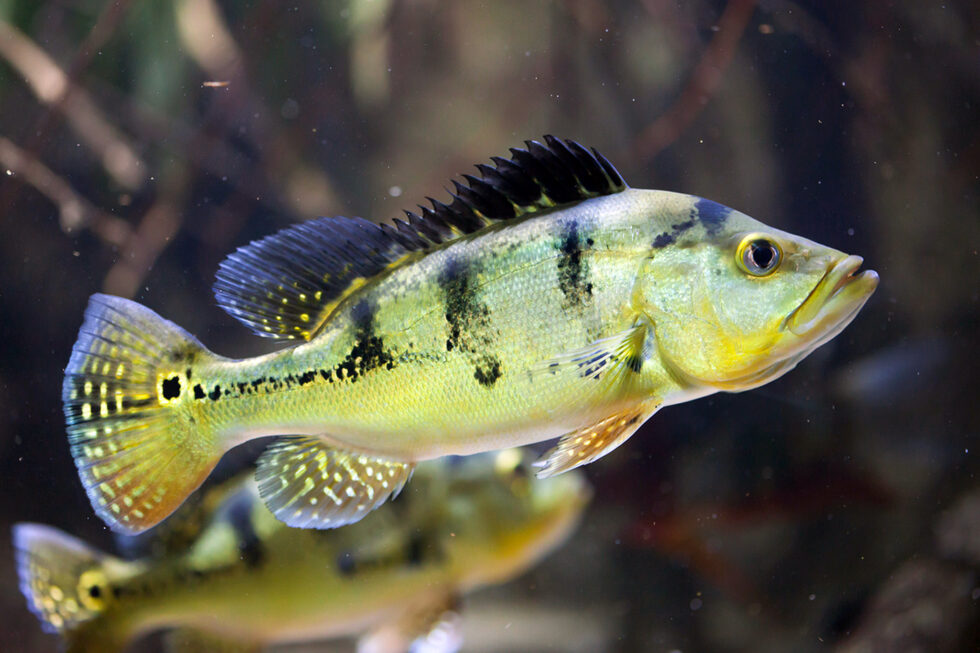 Aberta a ‘caça’ aos peixes exóticos no pantanal de MS