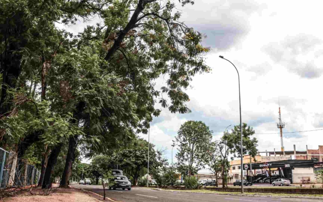 Com Campo Grande na ‘rota’ de temporais, árvores inclinadas correm risco de cair na Ernesto Geisel
