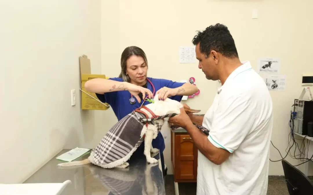 Prefeitura promove 1º Mutirão de microchipagem de cães e gatos em Campo Grande