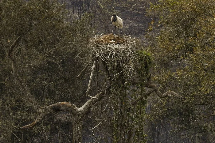 Redução de água no Pantanal afeta ciclo global de migração de aves