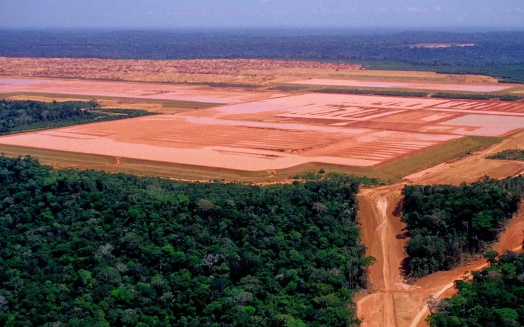 Terras brasileiras em mãos estrangeiras superam o registrado pelo Incra, mostra estudo