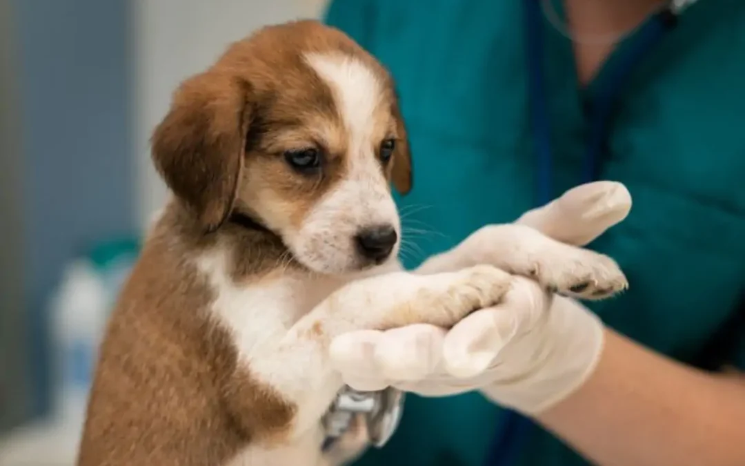 Prefeitura de Campo Grande quer parcerias para castração de pets