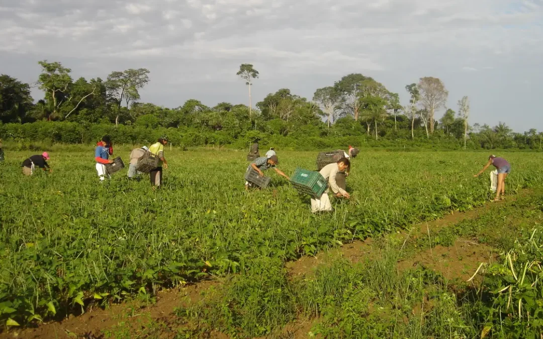 Lula sanciona lei que autoriza R$ 500 mi para agricultura familiar