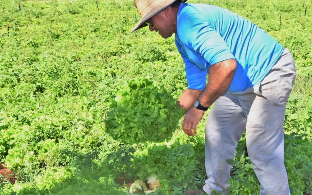 PAA indígena cumpre ODS e garante compra e entrega de alimentos seguros para as comunidades