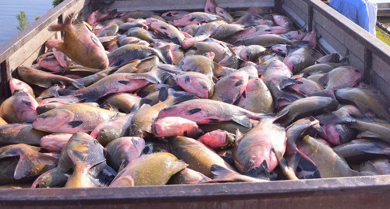 Semana Santa movimenta mercado da pesca e aquicultura no país