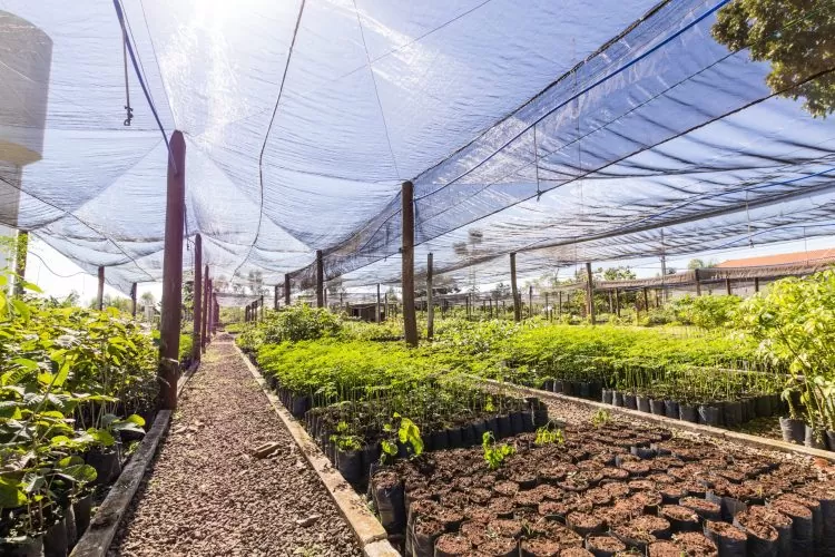 Berço de viveiro de mudas da Águas Guariroba, Campo Grande é eleita uma das cidades mais arborizadas do país