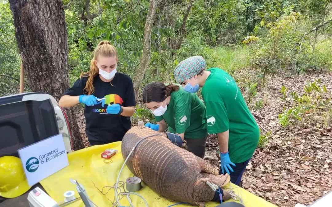 Suzano e ICAS se unem para promover a conservação do tatu-canastra em Mato Grosso do Sul