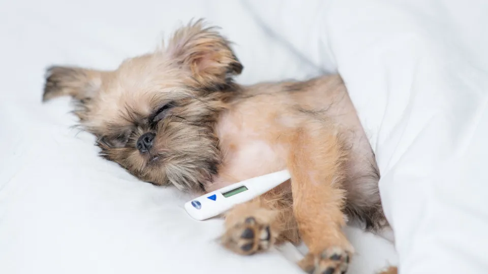 Como identificar febre em cães e quando é preciso se preocupar