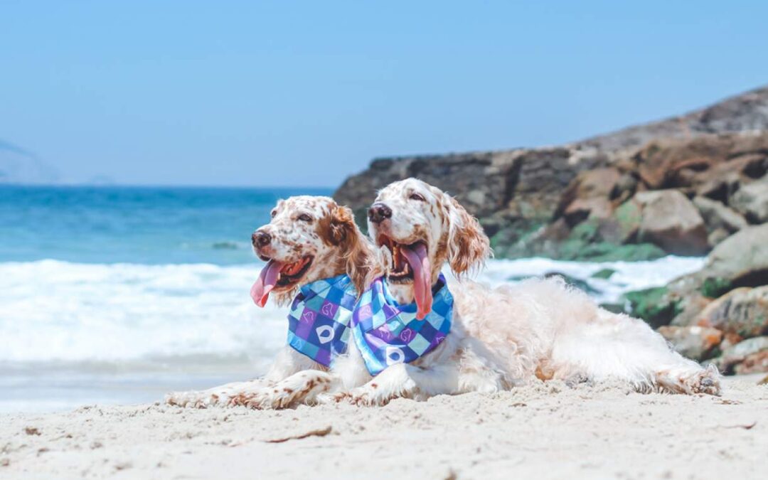 Quando o descanso vira estresse: se não planejadas, as férias podem ser um risco para cães e gatos