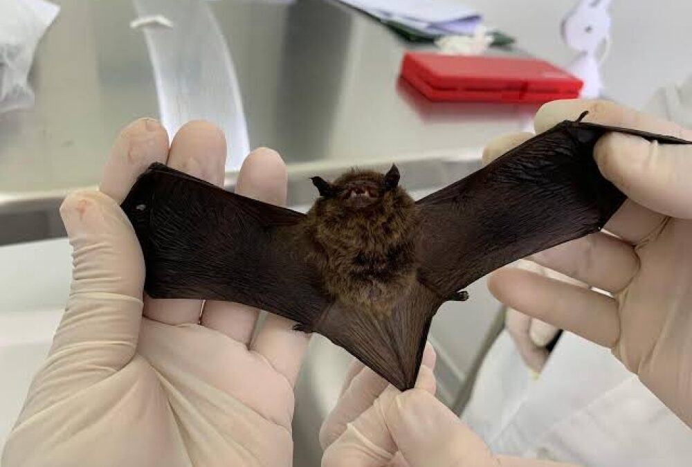 Sesau alerta para casos de raiva em morcegos e reforça vacinação de pets em Campo Grande