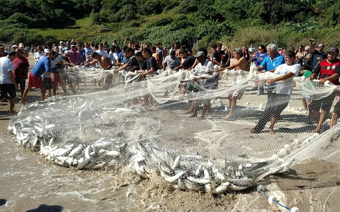 Mais de 11 mil peixes em uma única rede: cena impressionante viraliza nas redes sociais
